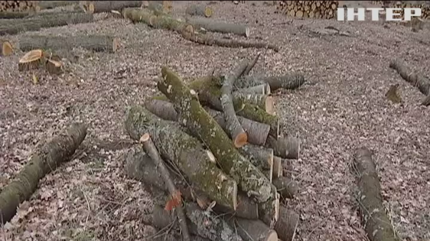 В Одесской области незаконно вырубают леса 