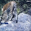 В Таїланді знайшли рідкісних тигрів