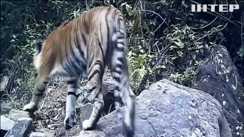 В Таїланді знайшли рідкісних тигрів