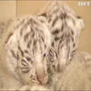 У зоопарку Польщі показали новонароджених тигренят