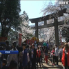 У Японії почалося цвітіння сакури (відео)