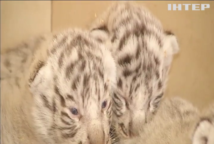 У зоопарку Польщі показали новонароджених тигренят