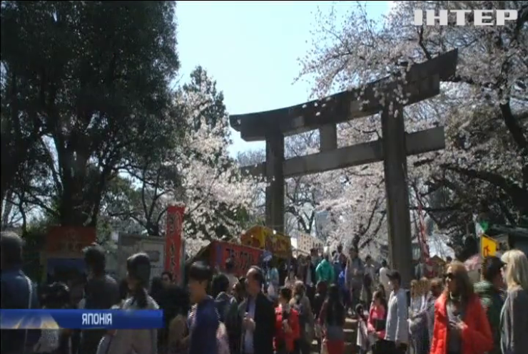 У Японії почалося цвітіння сакури (відео)