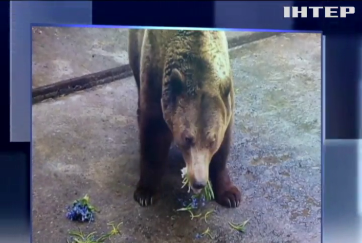 Ведмедів у зоопарку Харкова нагодували конфіскованими першоцвітами