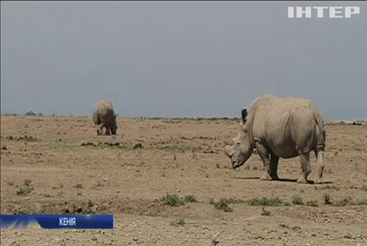 В Кенії збирають кошти для порятунку популяції білих носорогів 