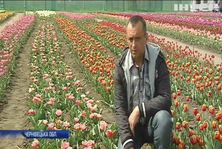 На Буковині зацвіла долина тюльпанів