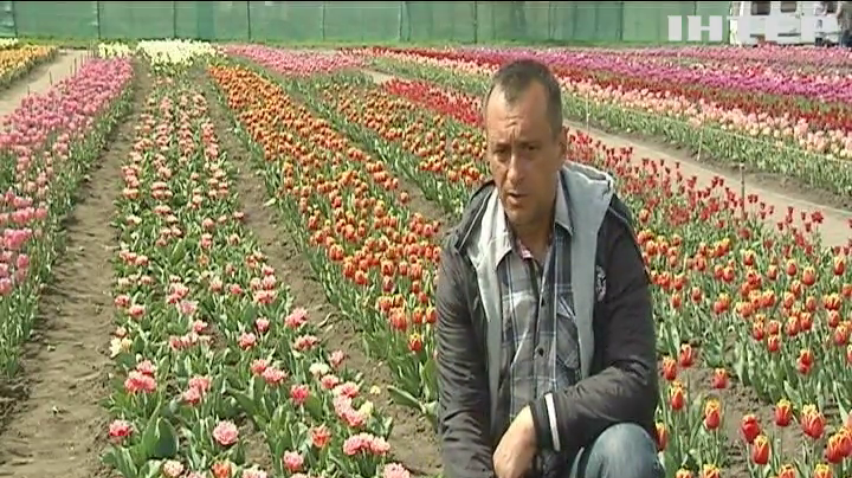 На Буковині зацвіла долина тюльпанів