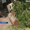 У Кропивницькому жінка захистила собою тополю від комунальників (відео)