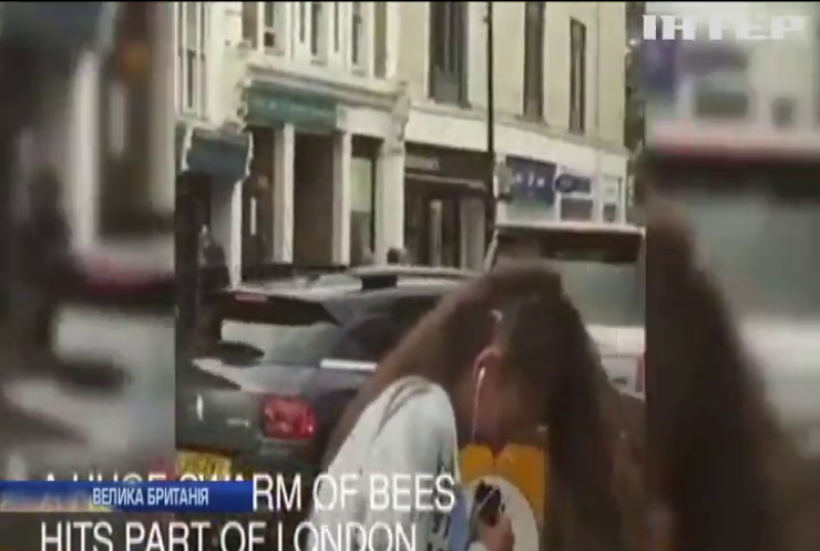 У Лондоні бджолиний рій заблокував рух транспорту
