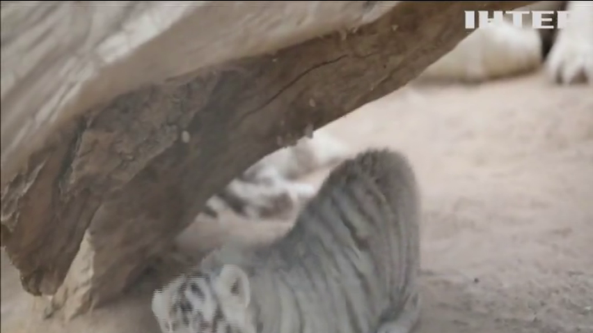 У мексиканському зоопарку показали рідкісних білих тигренят