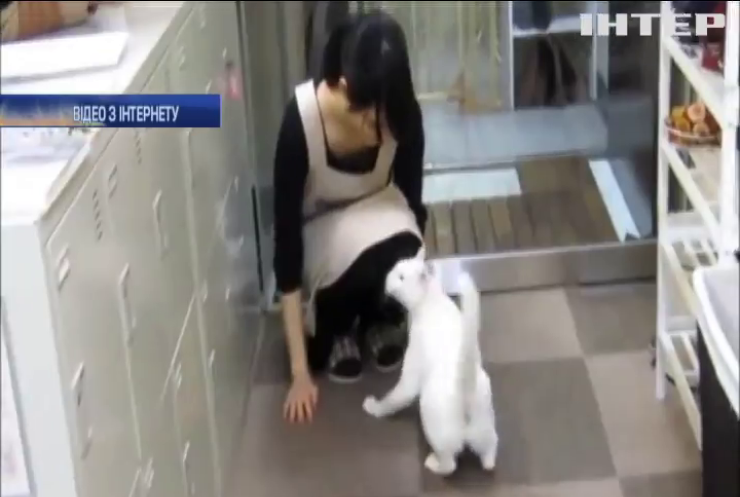 Компанія в Японії дозволила брати на роботу котів