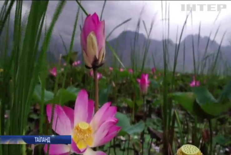 В Таїланді вперше за 10 років зацвіли лотоси