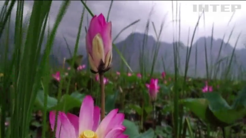 В Таїланді вперше за 10 років зацвіли лотоси