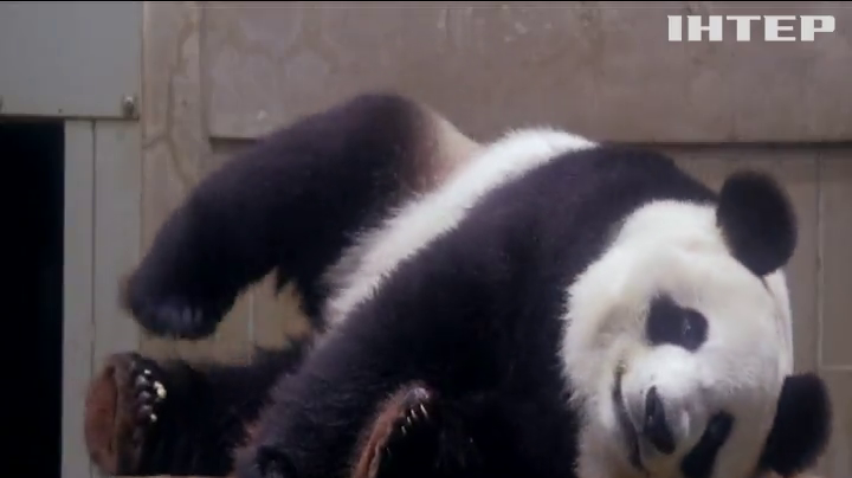 Японці масово йдуть до зоопарку подивитися на вагітну панду