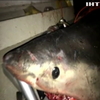 В Австралії біла акула напала на човен рибалки