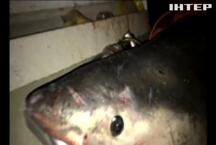В Австралії біла акула напала на човен рибалки