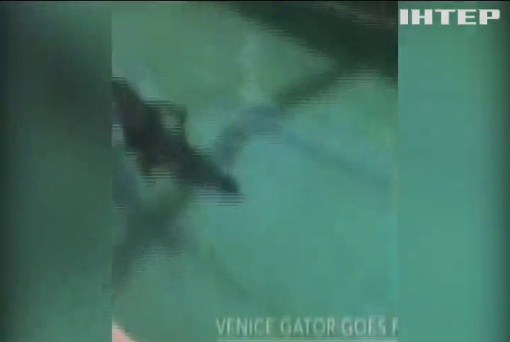 У Флориді гігантський алігатор поселився в приватному басейні