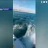 Морські котики влаштували переслідування рибалок (відео)