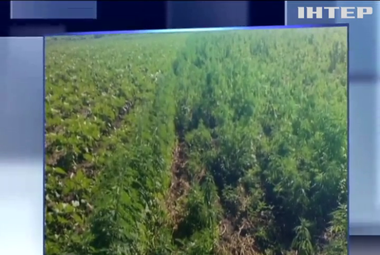 На Одещині знищили 4 гектари конопель