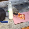 Ігуана вкрала у туриста шматок піци (відео)