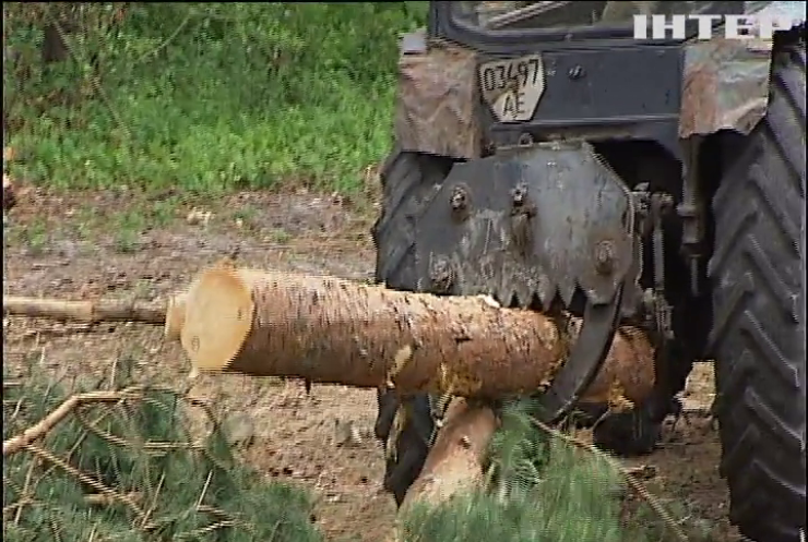 Вырубка леса грозит Украине экологической катастрофой