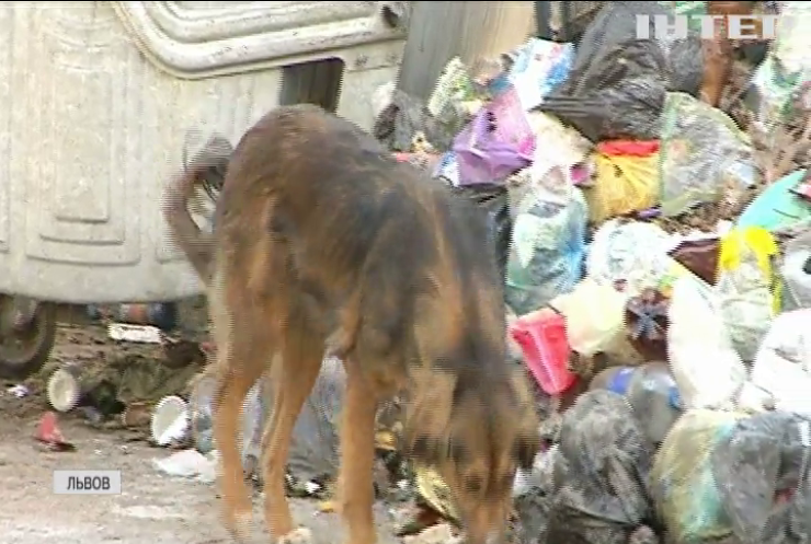Львовский мусор: суд выпустил под залог директора предприятия по вывозу отходов
