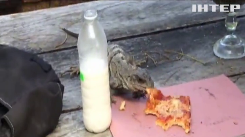 Ігуана вкрала у туриста шматок піци (відео)