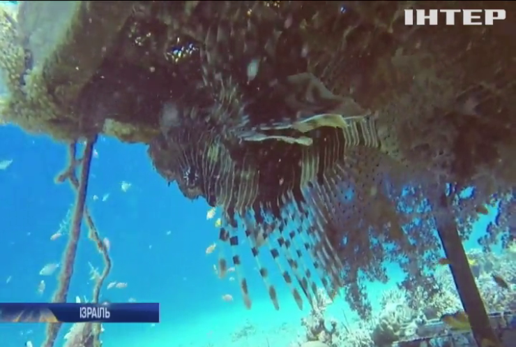 Вчені досліджують живучість коралів у Червоному морі