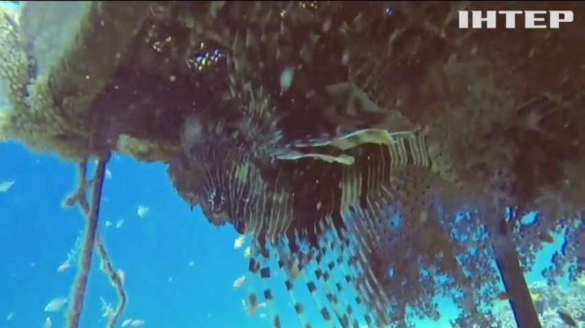 Вчені досліджують живучість коралів у Червоному морі