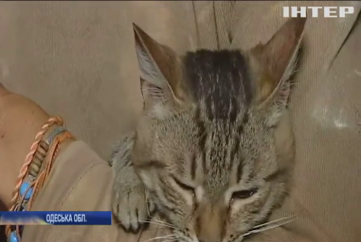 В Одесі кішка вигодувала осиротіле білченя