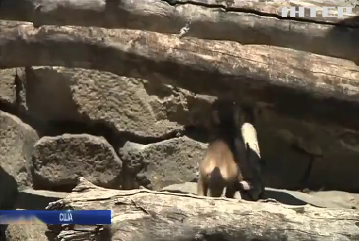 В американському зоопарку показали дитинча снігової мавпи