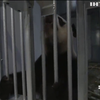 У зоопарку Берліна представили двох великих панд
