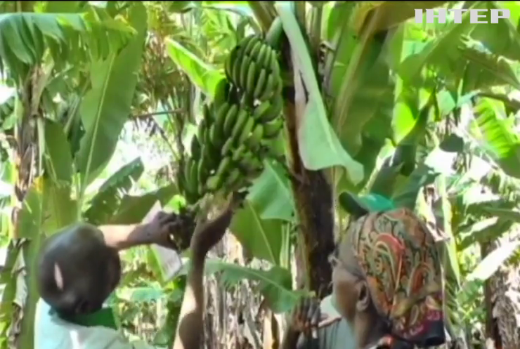 В Індії відходи від бананів перероблятимуть у кошики (відео)