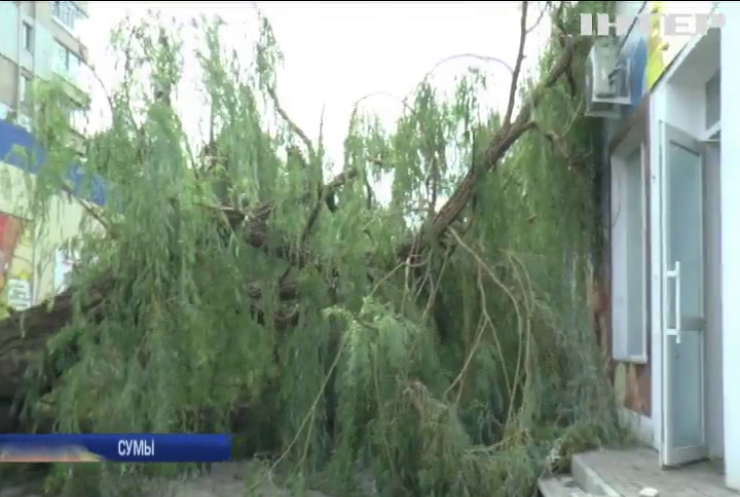 Непогода в Украине: в Сумах повреждены дома и повалены деревья