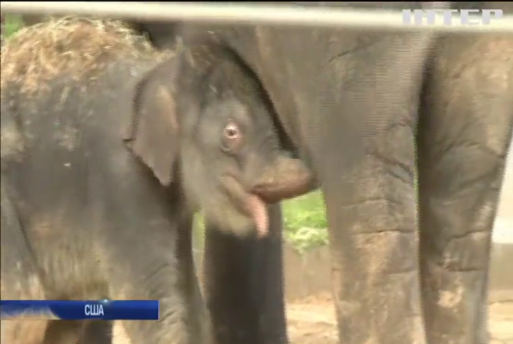 У зоопарку Техаса відвідувачам показали новонароджене слоненя