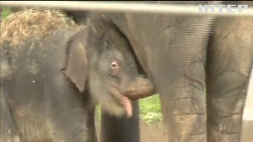 У зоопарку Техаса відвідувачам показали новонароджене слоненя
