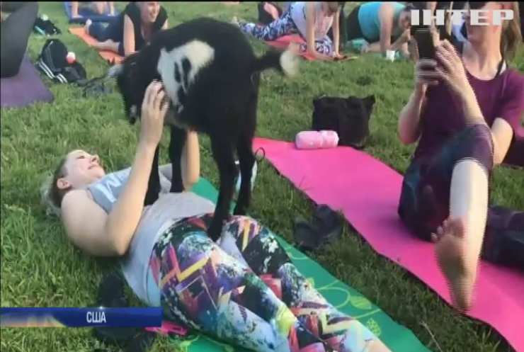 У США практикують йогу з козами