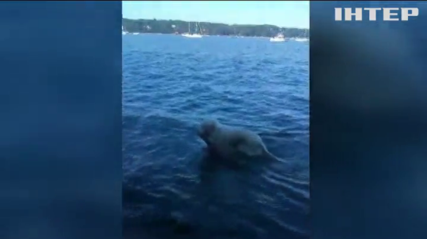 У Нью-Йорку пес врятував з води оленятно