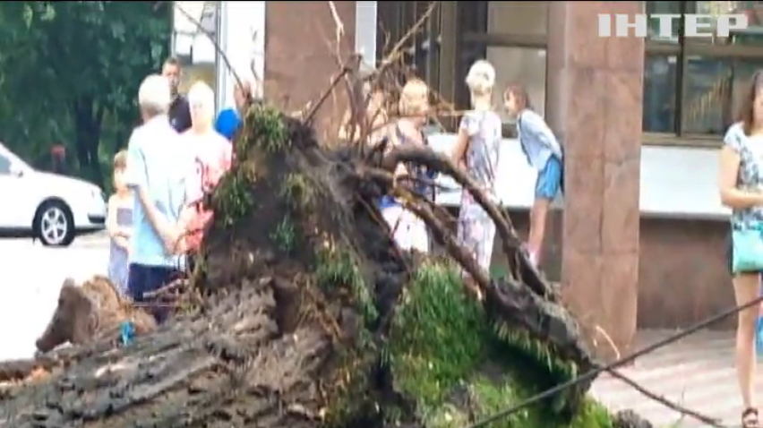 Негода у Черкасах: на тролейбусну лінію впало дерево
