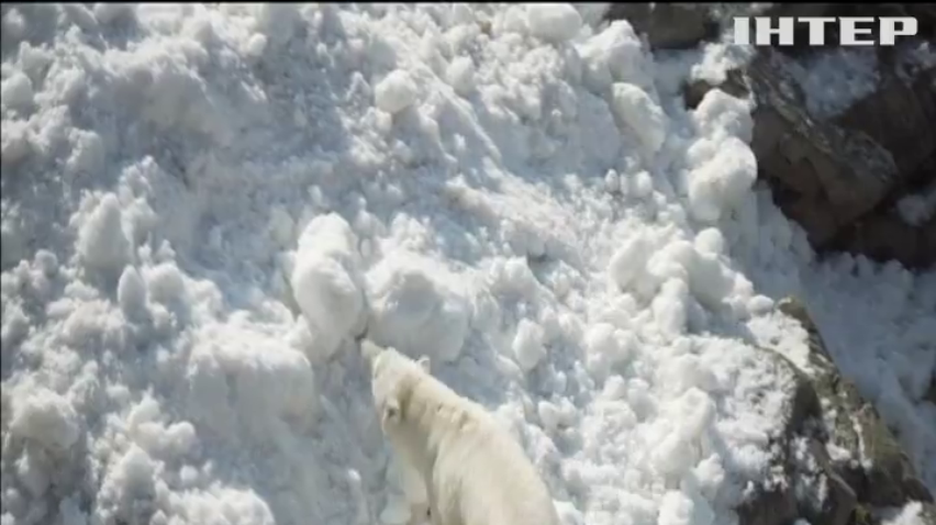 У Фінляндії в зоопарк для ведмедів привезли сніг