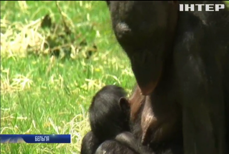 У Бельгійському зоопарку народилася карликова шимпанзе