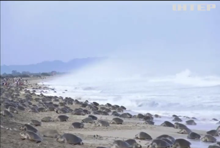 На узбережжі Мексики нашестя морських черепах