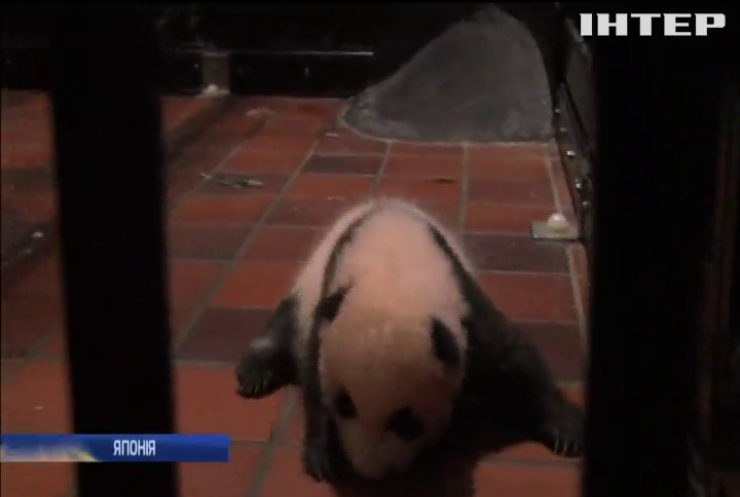 У токійському зоопарку святкують народження панд