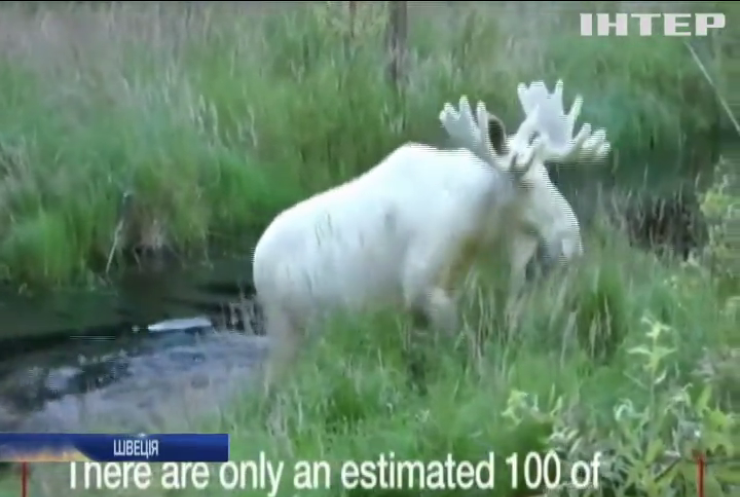 У Швеції зафільмували рідкісного лося (відео)