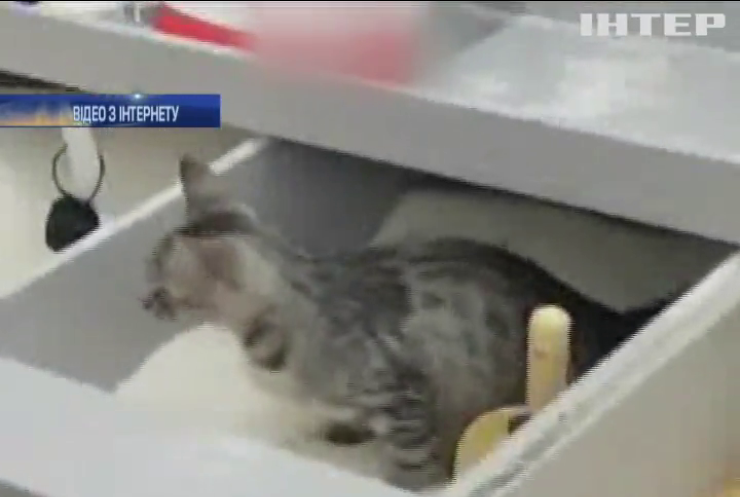 В супермаркеті Києва кіт справив потребу в цукор