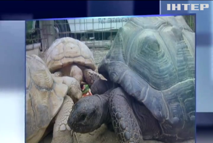 В зоопарку Японії два тижні шукали зниклу гігантську черепаху