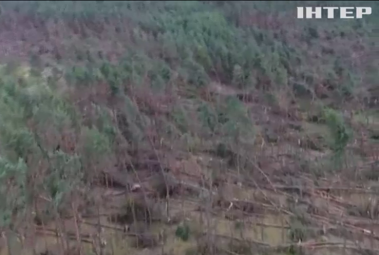 В Польщі буревій повалив десятки тисяч дерев