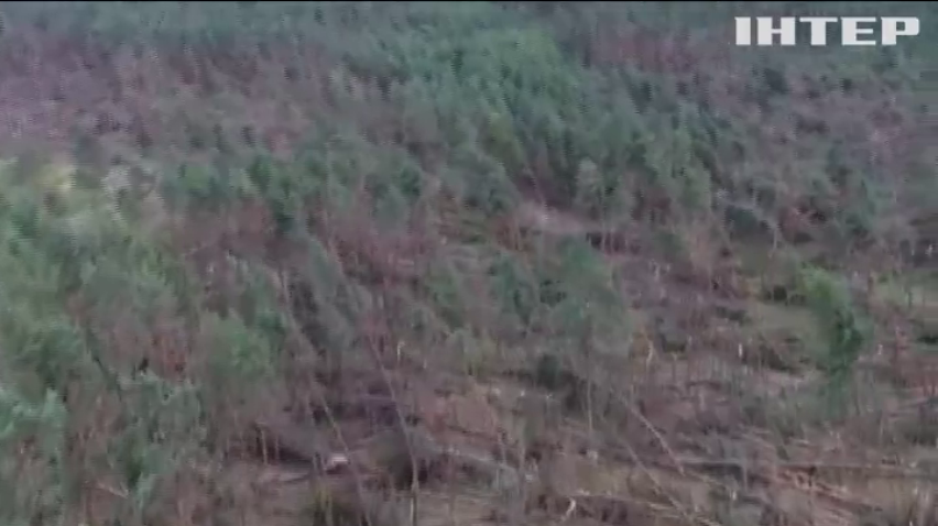 В Польщі буревій повалив десятки тисяч дерев
