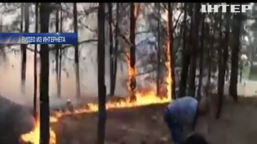 В Николаевской области горит 50 гектаров леса (видео)