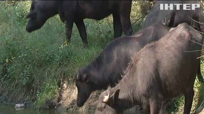 Немец приехал на Закарпатье разводить буйволов 